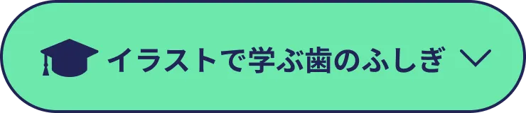 イラストで学ぶ歯のふしぎ