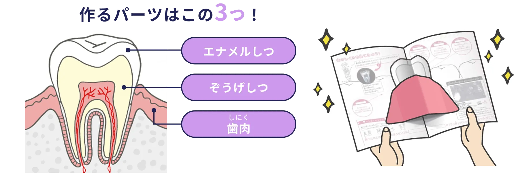 作るパーツはこの3つ！エナメル質、ぞうげしつ、歯肉