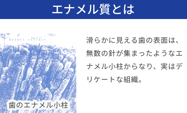 エナメル質とは 滑らかに見える歯の表面は、無数の 針が集まったようなエナメル小柱か らなり、実はデリケートな組織。